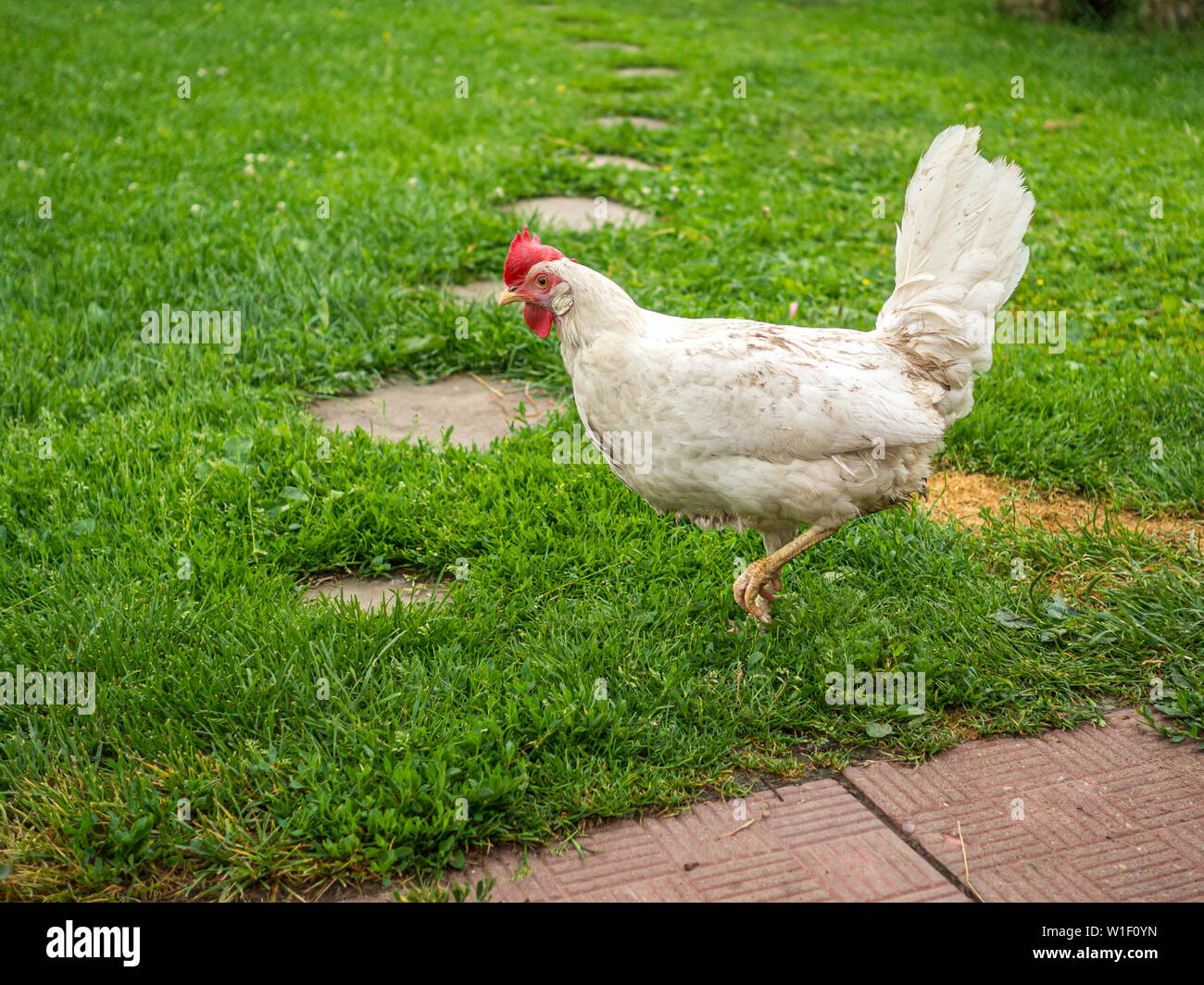 Dirty dünnes weißes Huhn an einem bewölkten Tag nach einem Regen auf Nahrungssuche im Gras im Hof ist. Haustier das Leben im Dorf. Stockfoto