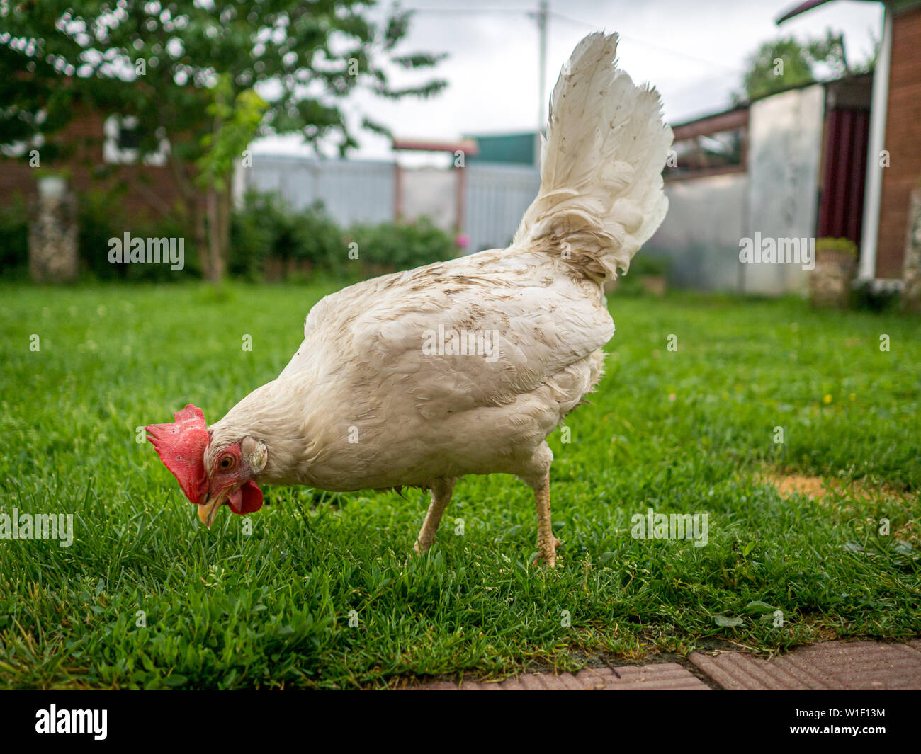 Dirty dünnes weißes Huhn an einem bewölkten Tag nach einem Regen auf Nahrungssuche im Gras im Hof ist. Haustier das Leben im Dorf. Stockfoto