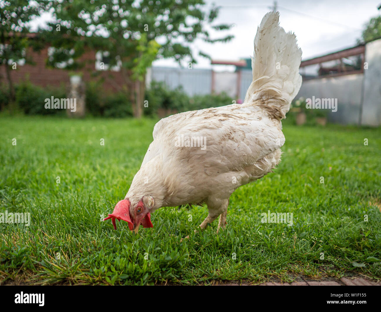 Dirty dünnes weißes Huhn an einem bewölkten Tag nach einem Regen auf Nahrungssuche im Gras im Hof ist. Haustier das Leben im Dorf. Stockfoto