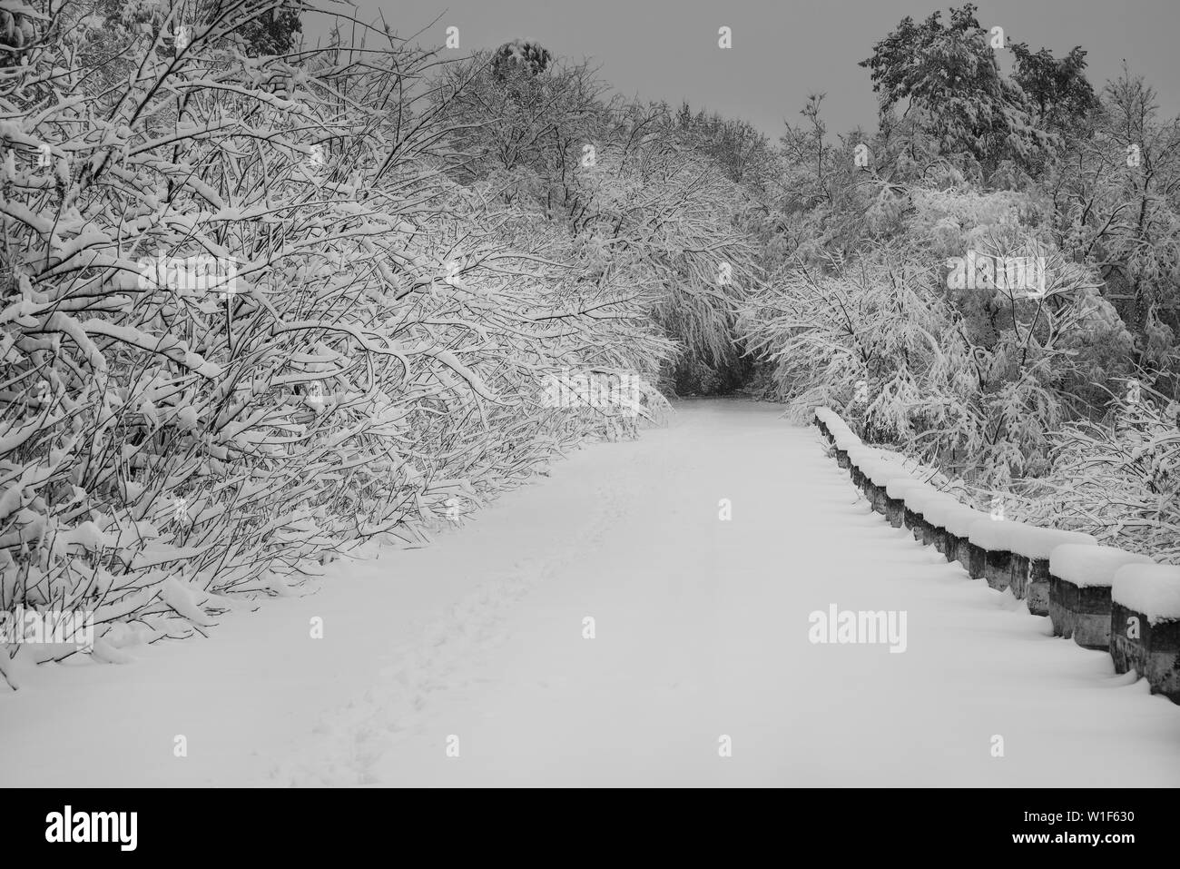 Frost Winter Natur Eis Baum Stockfoto
