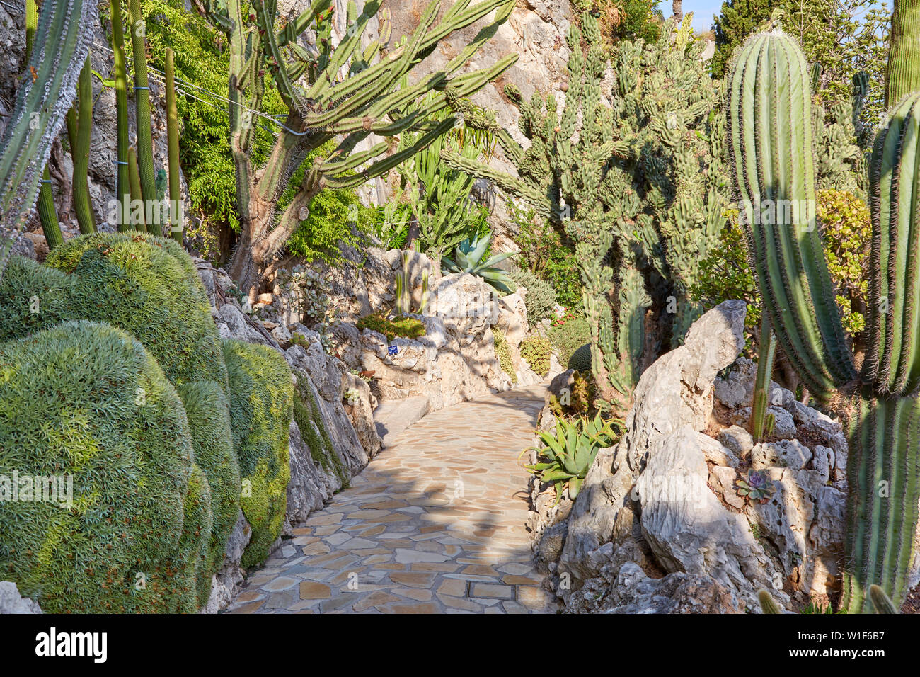 MONTE CARLO, MONACO - 20. AUGUST 2016: Der exotische Garten leeren Pfad mit seltenen sukkulenten Pflanzen an einem sonnigen Sommertag in Monte Carlo, Monaco. Stockfoto