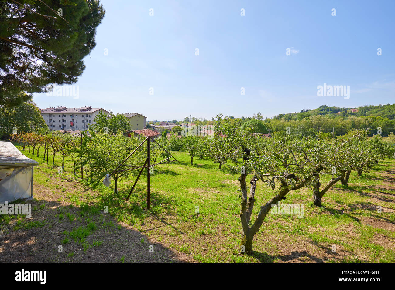 Obstgarten und grüne Wiese an einem sonnigen Sommertag, Italien Stockfoto