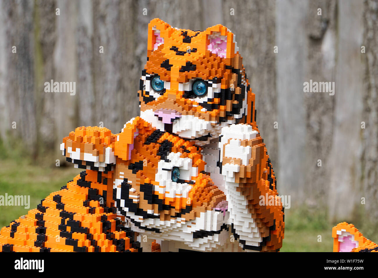 LEGO Tiger und Cheater auf Twycross Zoo übernommen. Stockfoto
