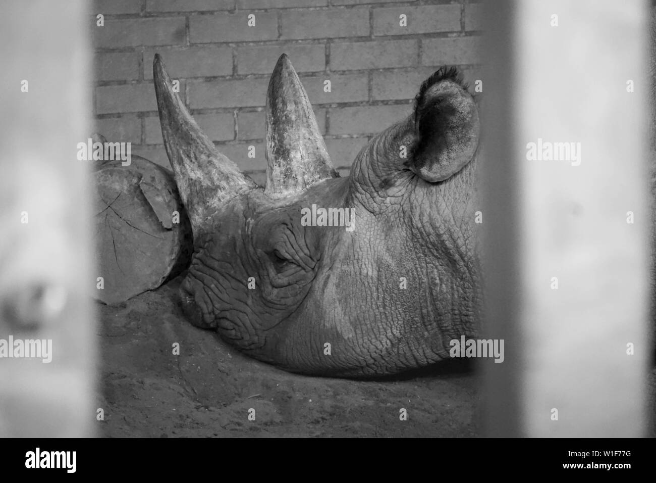Tiere an Twycross Zoo in Großbritannien. Stockfoto