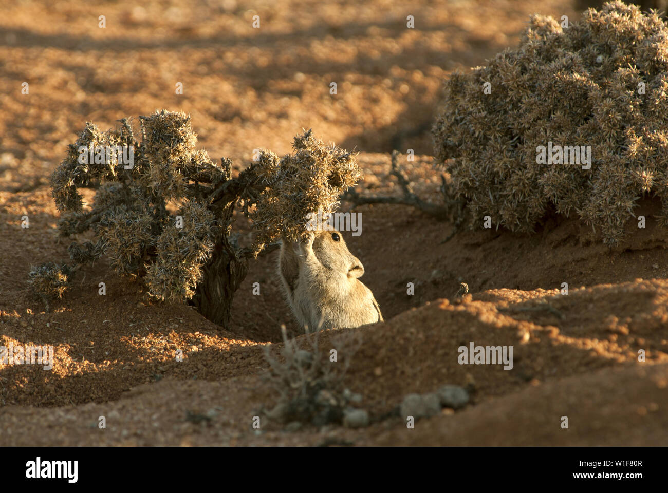 Brent's Pfeifen Ratte (Parotomys brantsi) Fütterung auf Strauch, Goegap, Namaqualand, Südafrika. Stockfoto