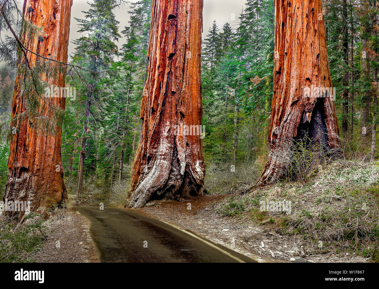 Sequoia Bäume sind die am längsten lebenden Organismus auf dem Planeten mit einigen, die über 2000 Jahre alt. Später Frühling im Sequoia National Park auf 7000 Meter Abo Stockfoto