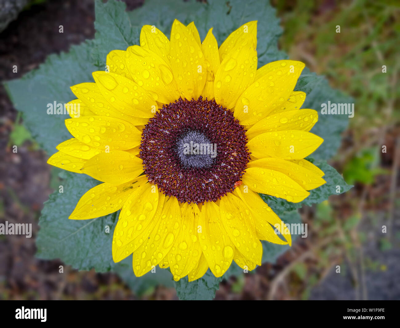 In der Nähe von nassen Sun Flower mit regnerischen Wassertropfen auf grünem Hintergrund. Stockfoto