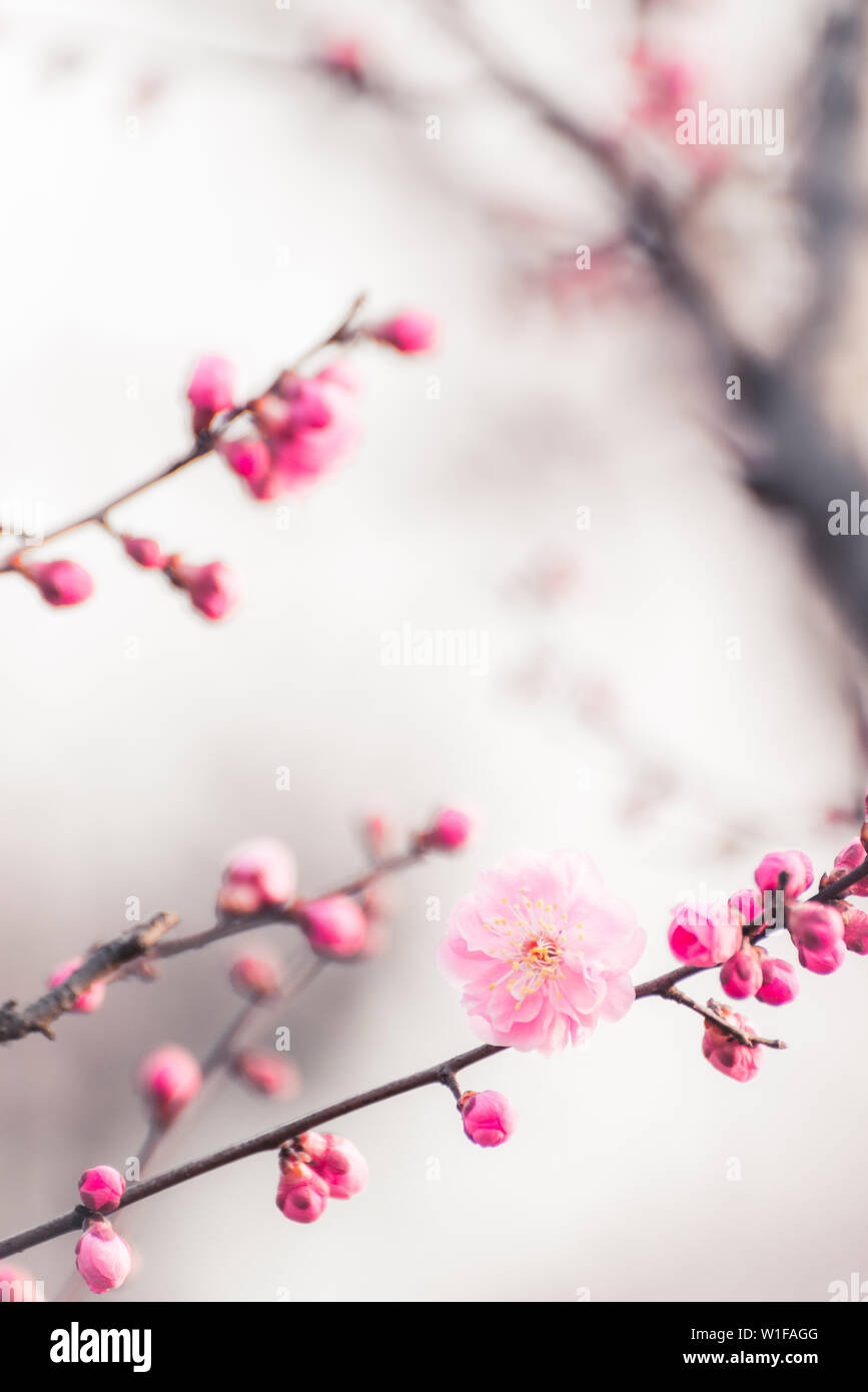 Zarte Blütenblatt dof Pflaumenbaum Stockfoto