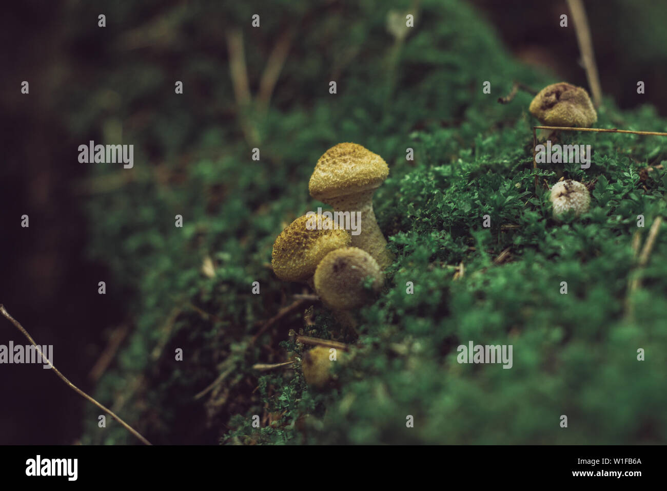 Natur Pilz Pilz Gras im Freien Stockfoto