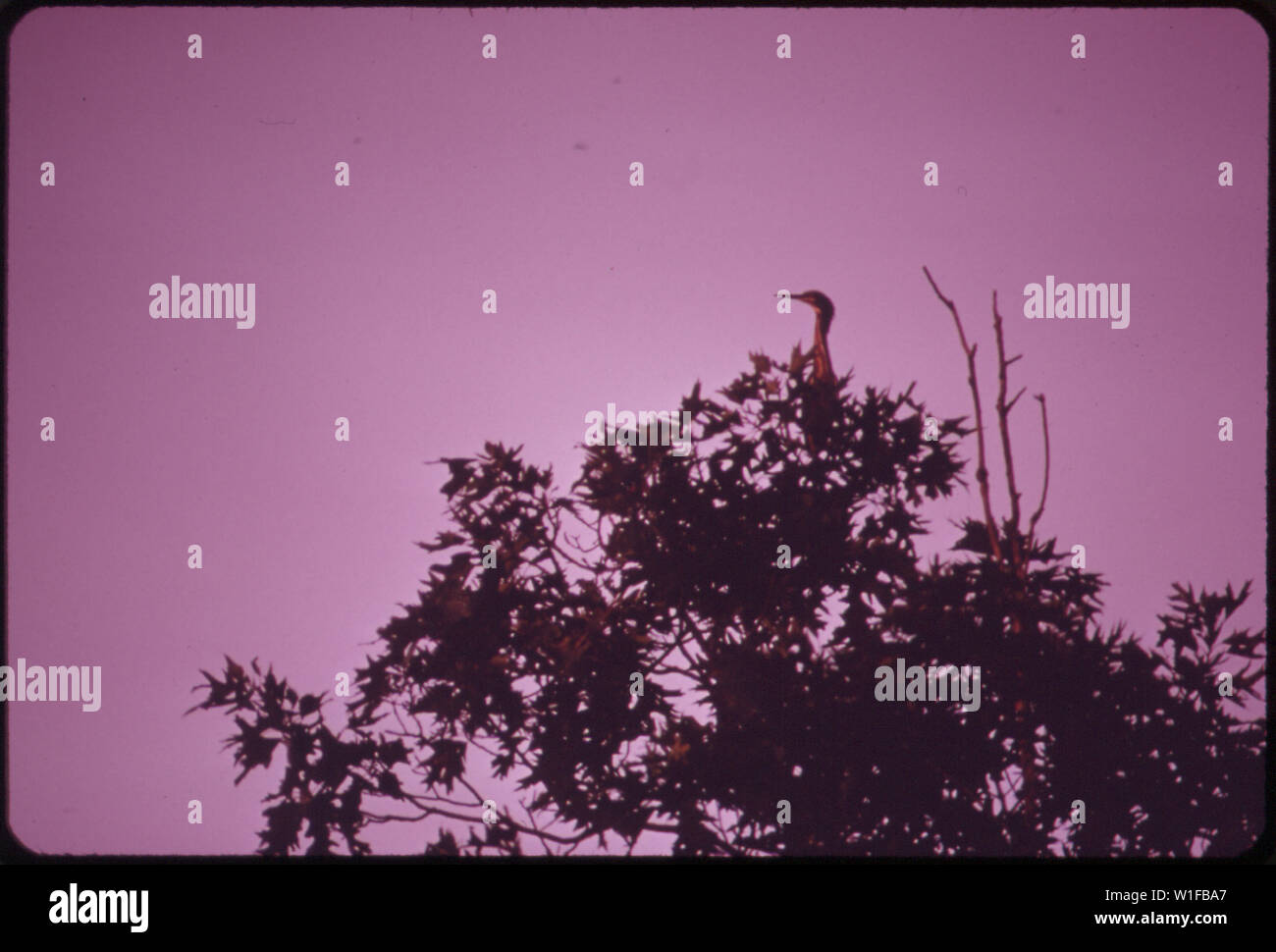 Unreife kleine grüne Heron in der BAUMKRONE MIT BLICK AUF HA HA TONKA SEE Stockfoto Unreife kleine grüne Heron in der BAUMKRONE MIT BLICK AUF HA HA TONKA SEE Stockfoto