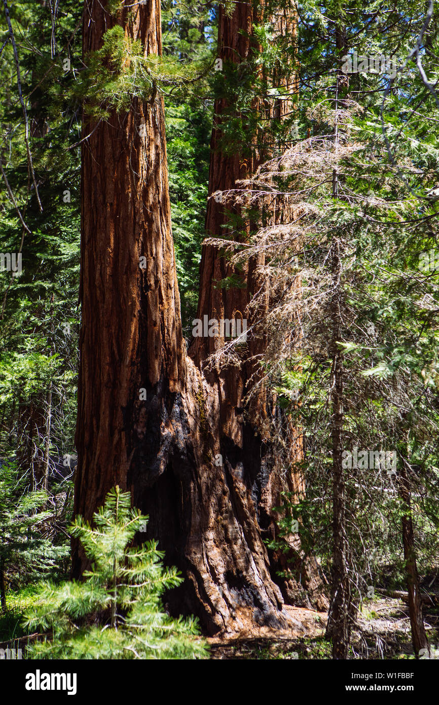 Angefügte siamesische Riesenmammutbäume in Mariposa Grove, Yosemite National Park, Kalifornien, USA Stockfoto