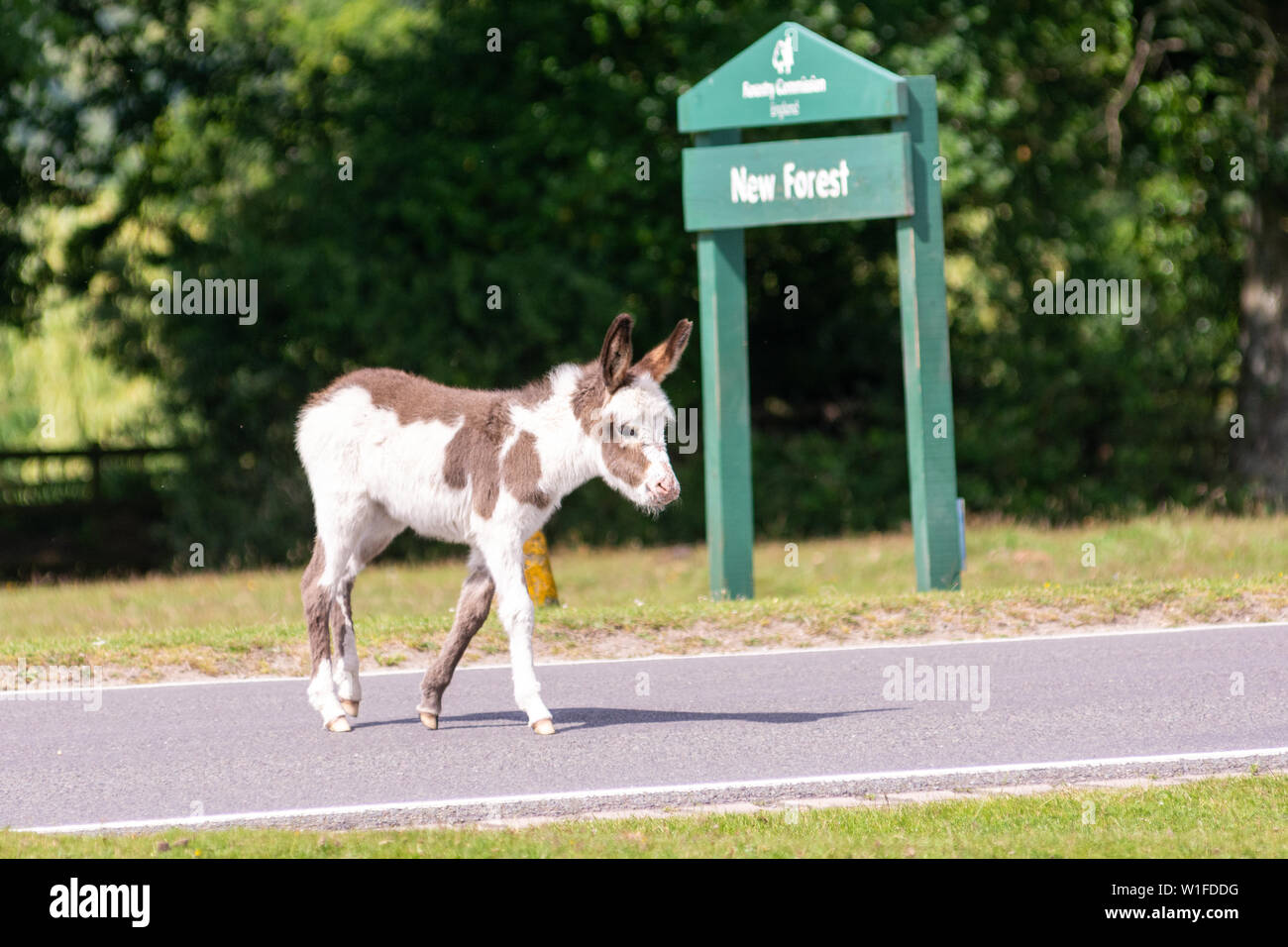 Esel Fohlen Überqueren einer Straße im New Forest National Park, Hampshire Stockfoto