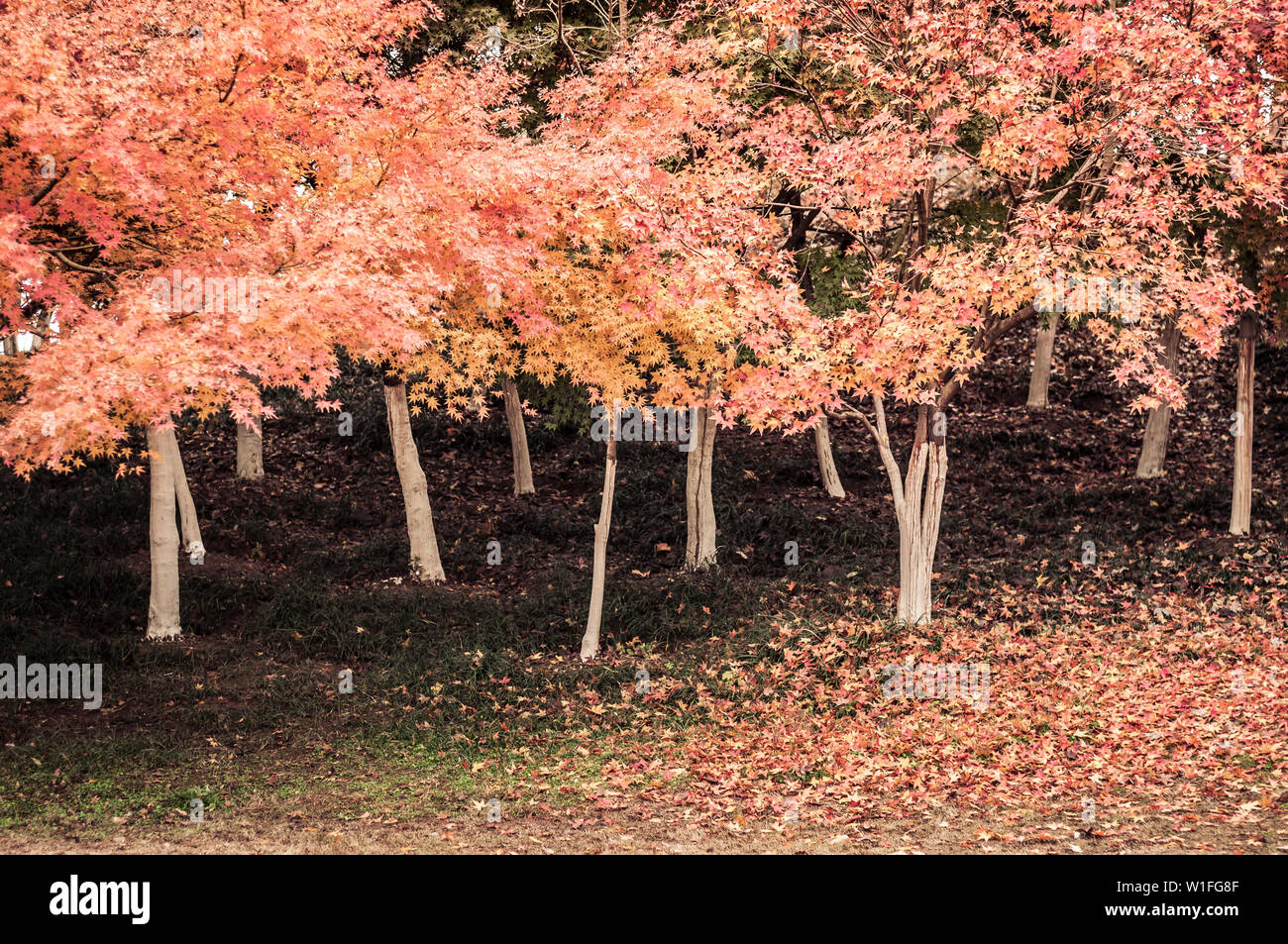 Natur Baum ahorn Landschaft fallen Stockfoto