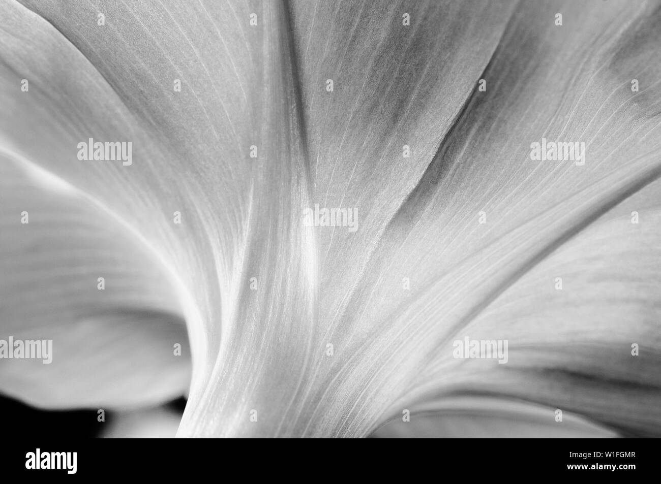 Natur kunst Farbe abstrakte Monochrome Stockfoto