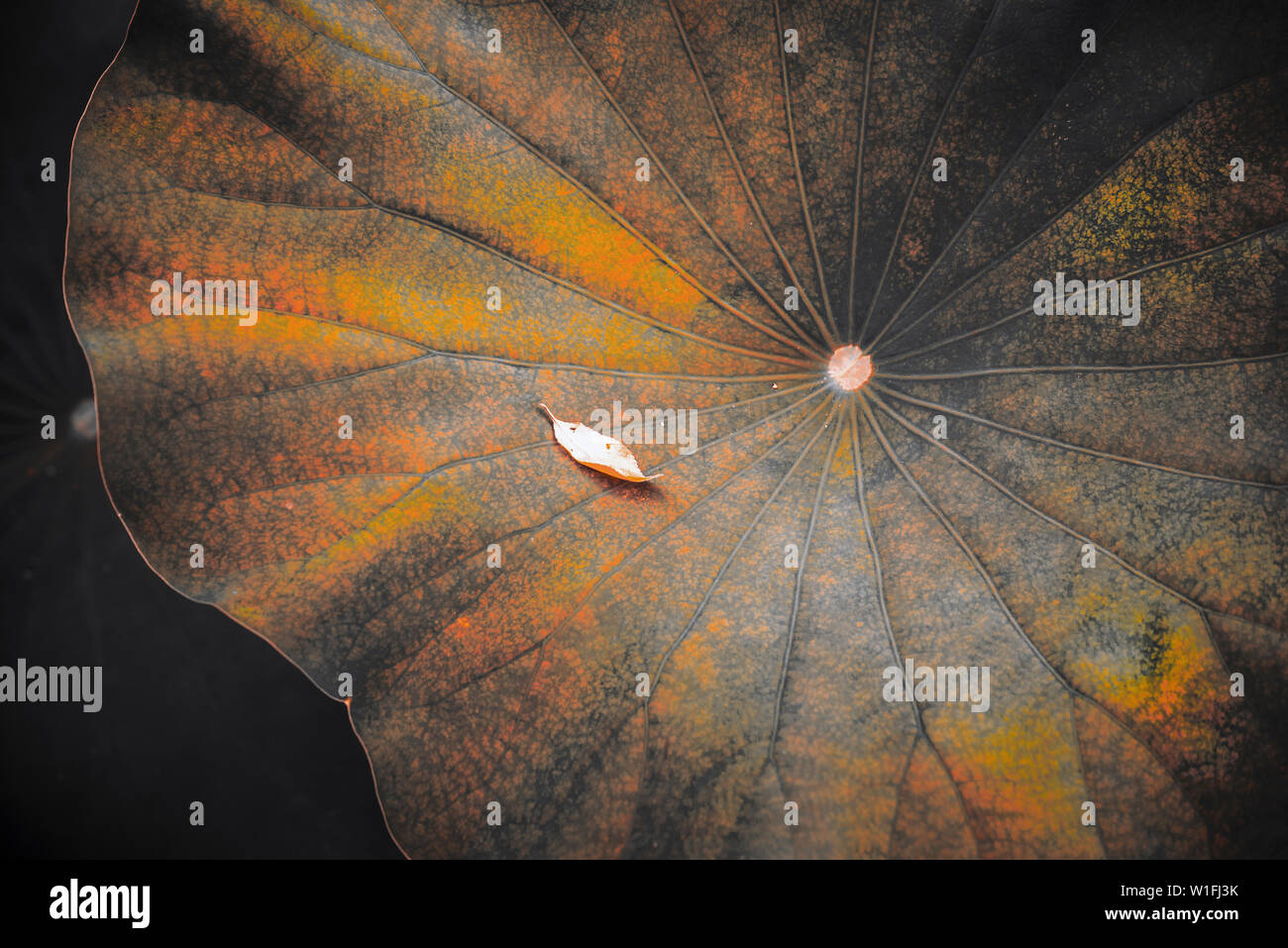 Abstrakte Fallen Leaf desktop Stockfoto