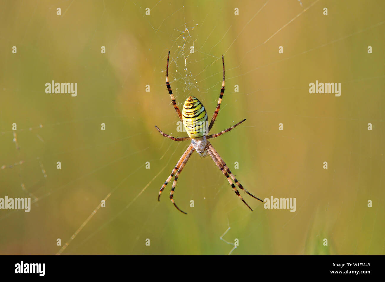 Wasp spider (Argiope Bruennichi) sitzt auf einem Spinnennetz Stockfoto