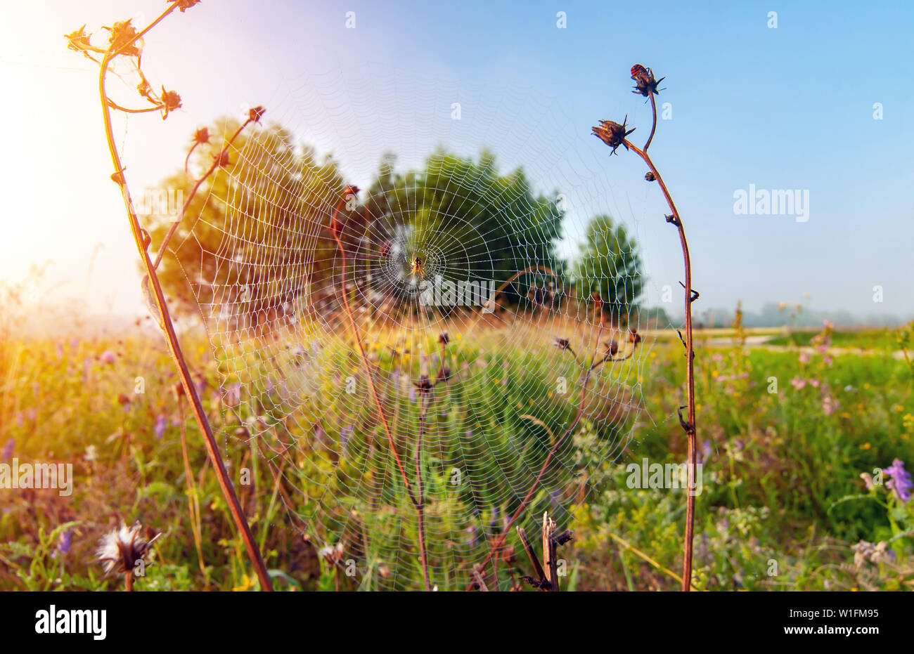 Spinne auf einem Spinnennetz in der Wiese am frühen Morgen - Weitwinkel Stockfoto