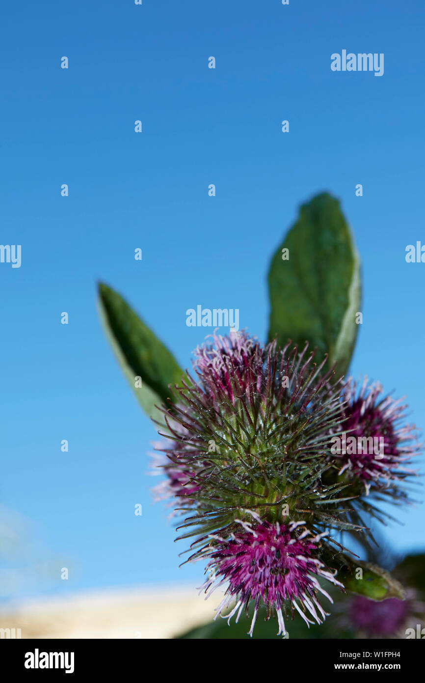 Klette Pflanze in Blüte gegen einen strahlend blauen Sommerhimmel Stockfoto