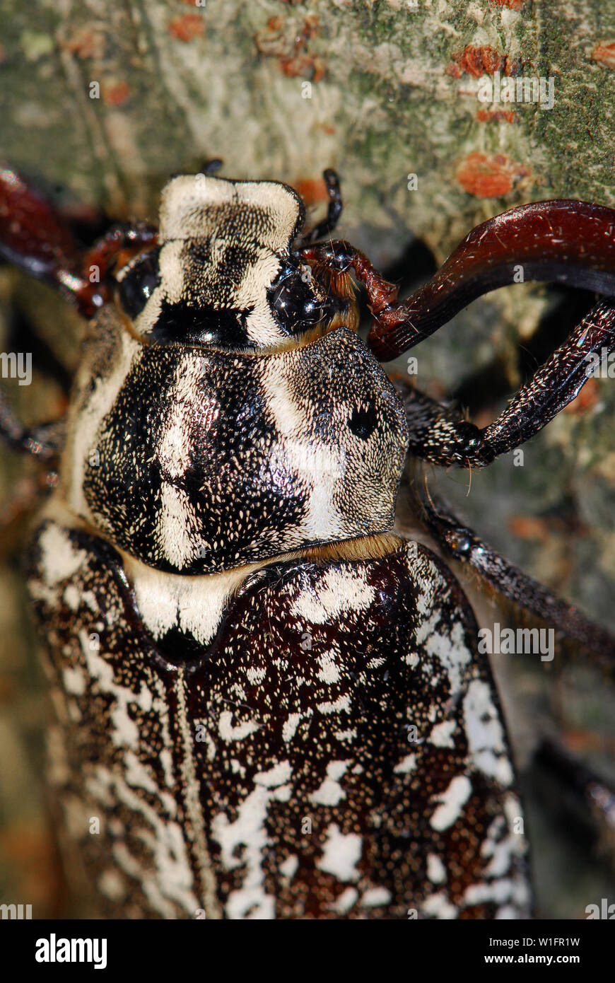 Polyphylla fullo, Walker, Türkischer Maikäfer Stockfoto