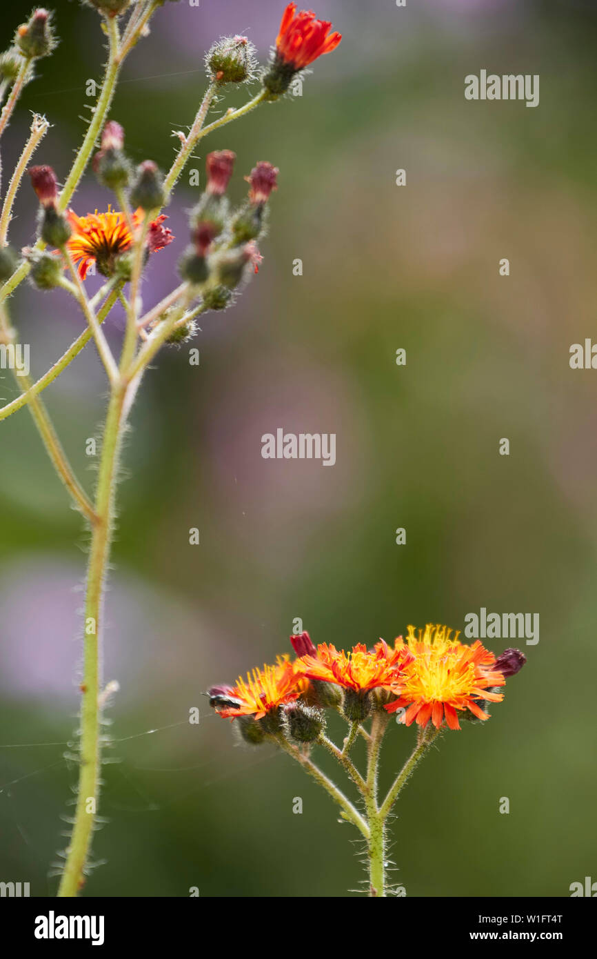 Habichtskraut behaarten Stängel und Helle Blüten Nahaufnahme Natur Portrait Stockfoto