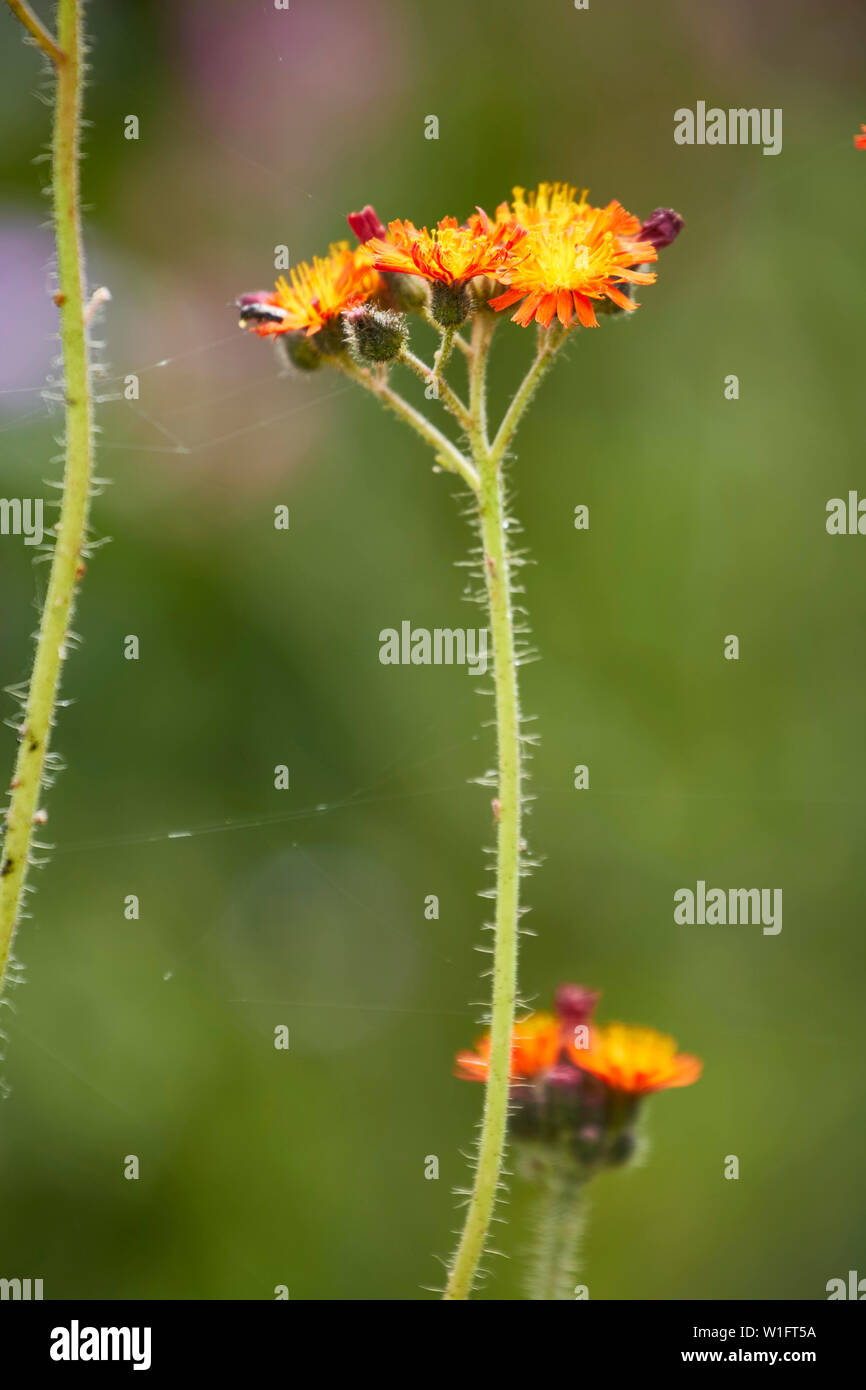 Habichtskraut behaarten Stängel und Helle Blüten Nahaufnahme Natur Portrait Stockfoto