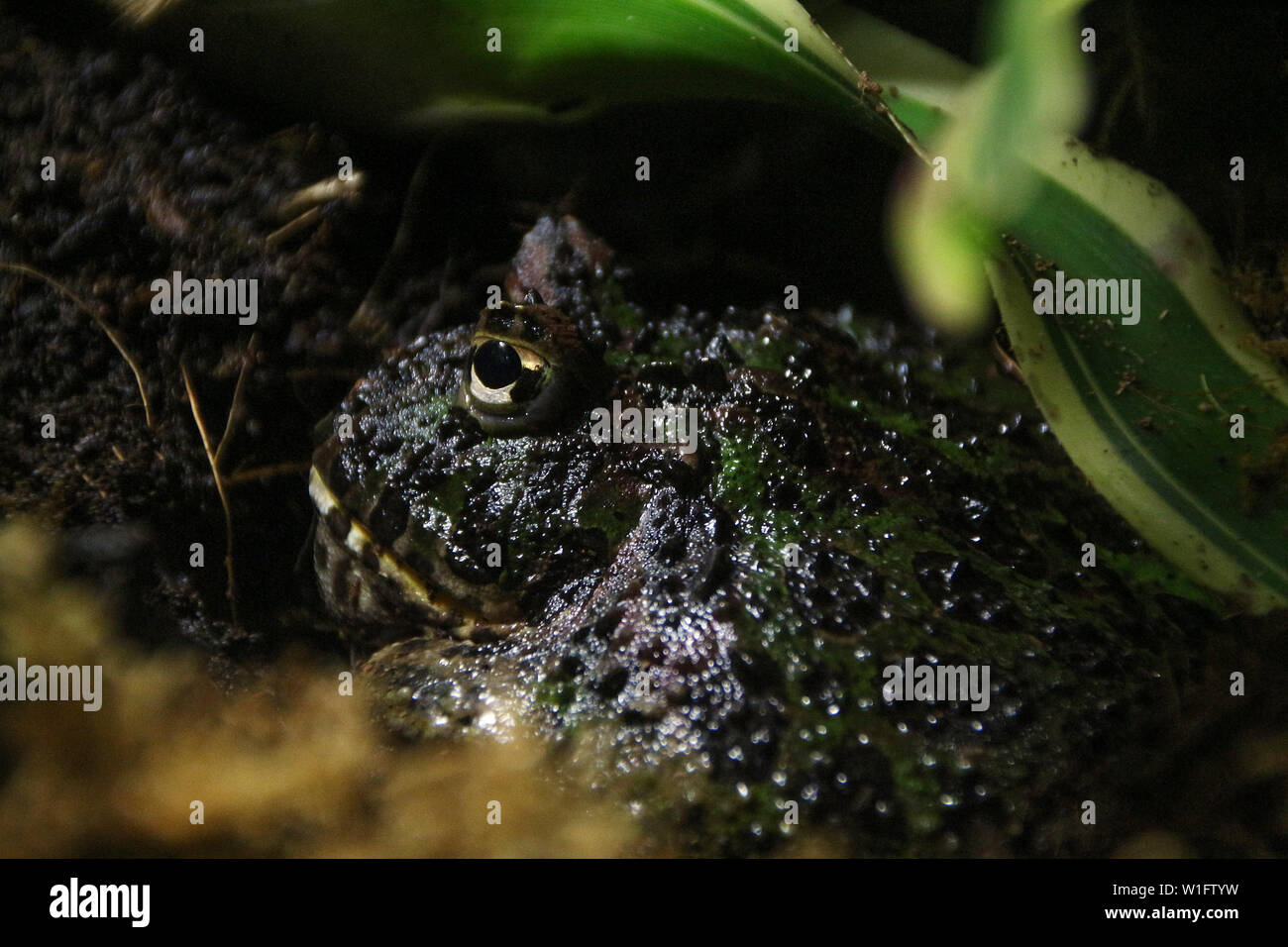 Nahaufnahme der Argentinischen gehörnten Frosch auf den Boden begraben. Stockfoto
