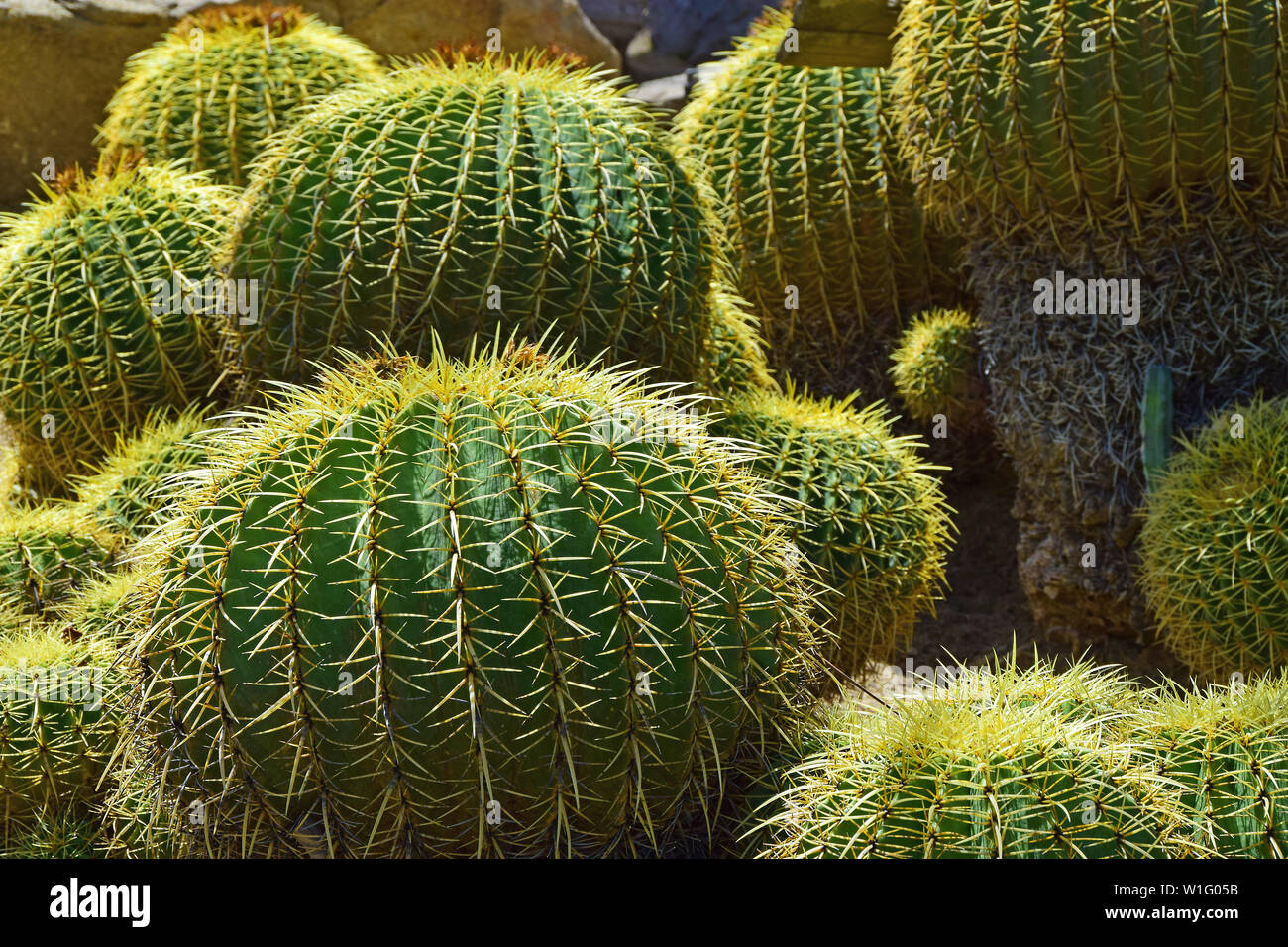 Mojave Desert Cactus Stockfoto