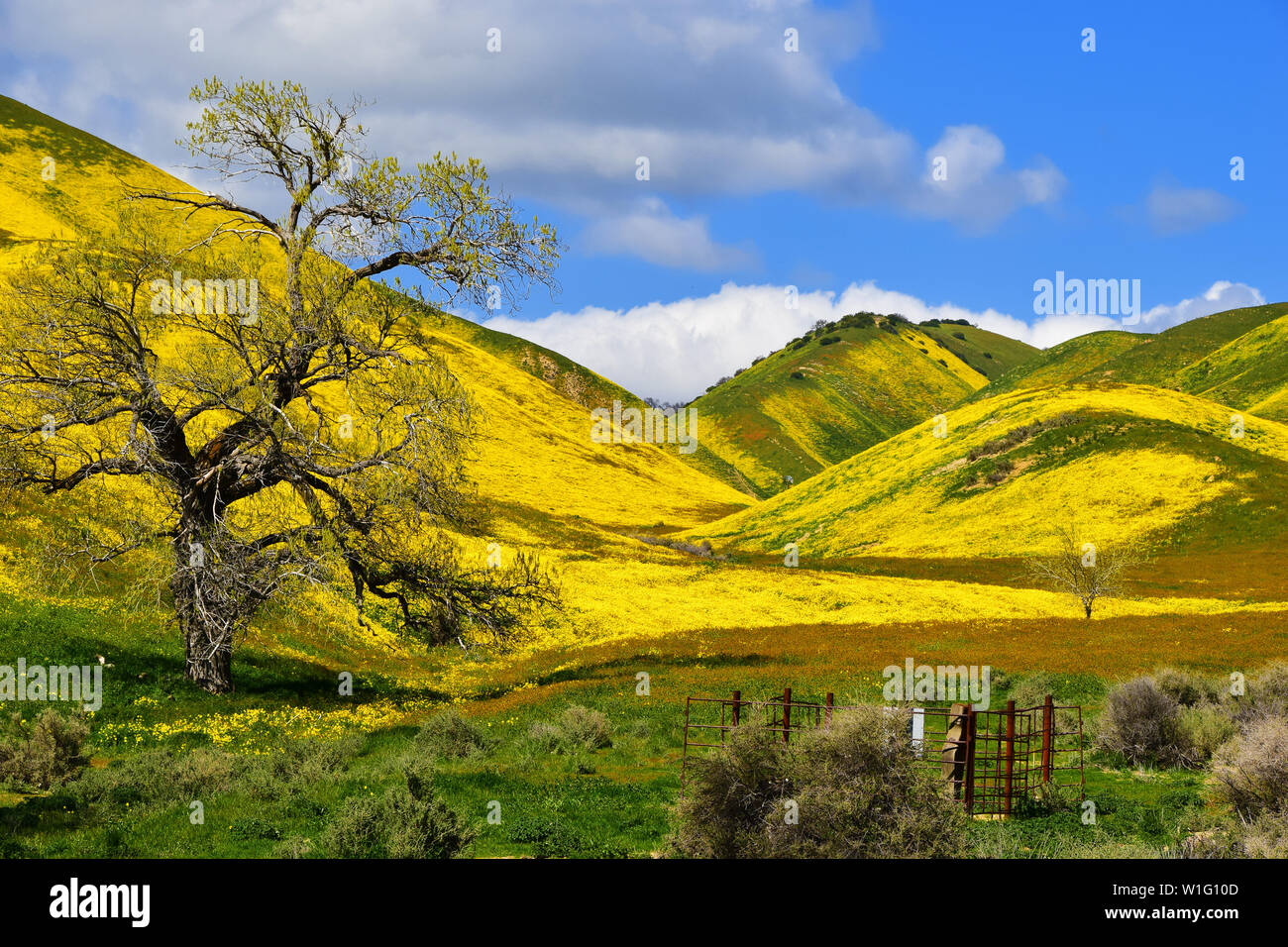 California Wildblumen Stockfoto