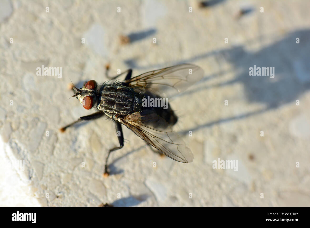 Gemüsefliege, Graue Fleischfliege, Mouche grise de la viande, Sarcophaga carnaria, közönséges húslégy, Budapest, Ungarn, Magyarország, Europa Stockfoto