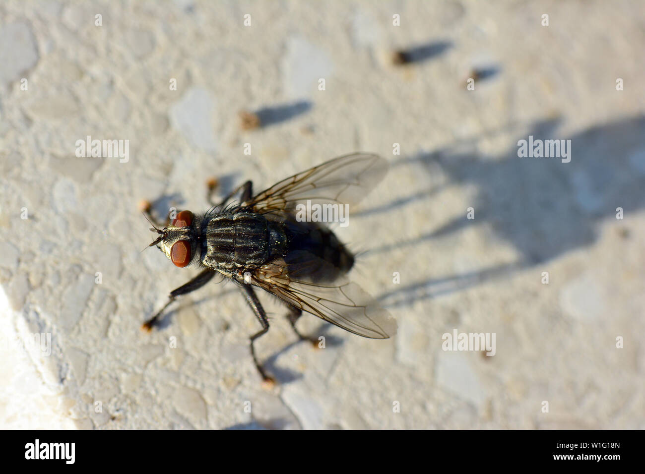 Gemüsefliege, Graue Fleischfliege, Mouche grise de la viande, Sarcophaga carnaria, közönséges húslégy, Budapest, Ungarn, Magyarország, Europa Stockfoto