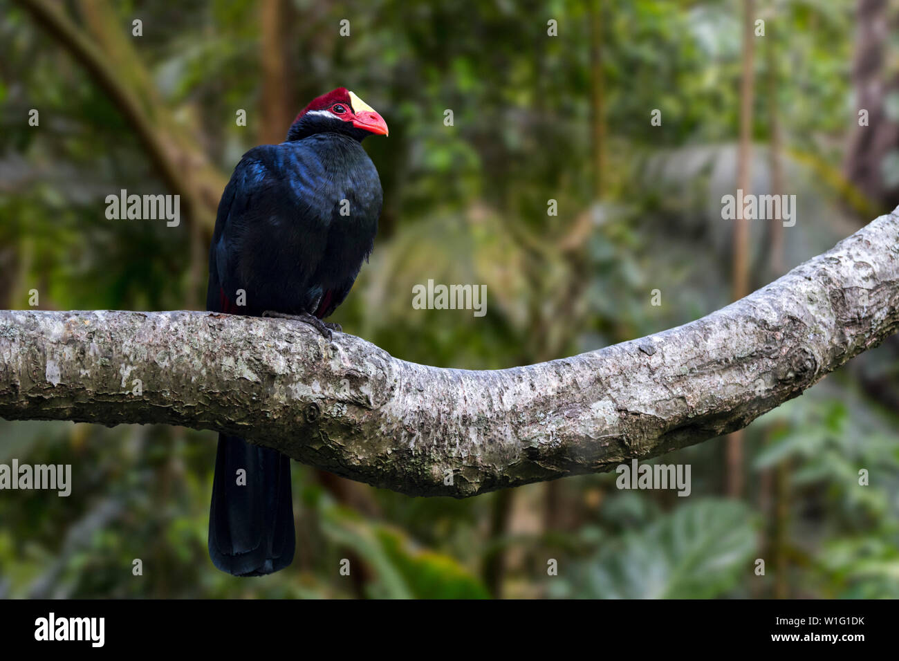 Violett turaco/Farbton an wegerich Esser (Musophaga violacea) im Baum gehockt, beheimatet in Westafrika Stockfoto