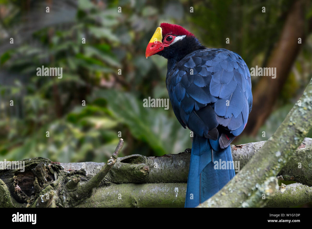 Violett turaco/Farbton an wegerich Esser (Musophaga violacea) im Baum gehockt, beheimatet in Westafrika Stockfoto