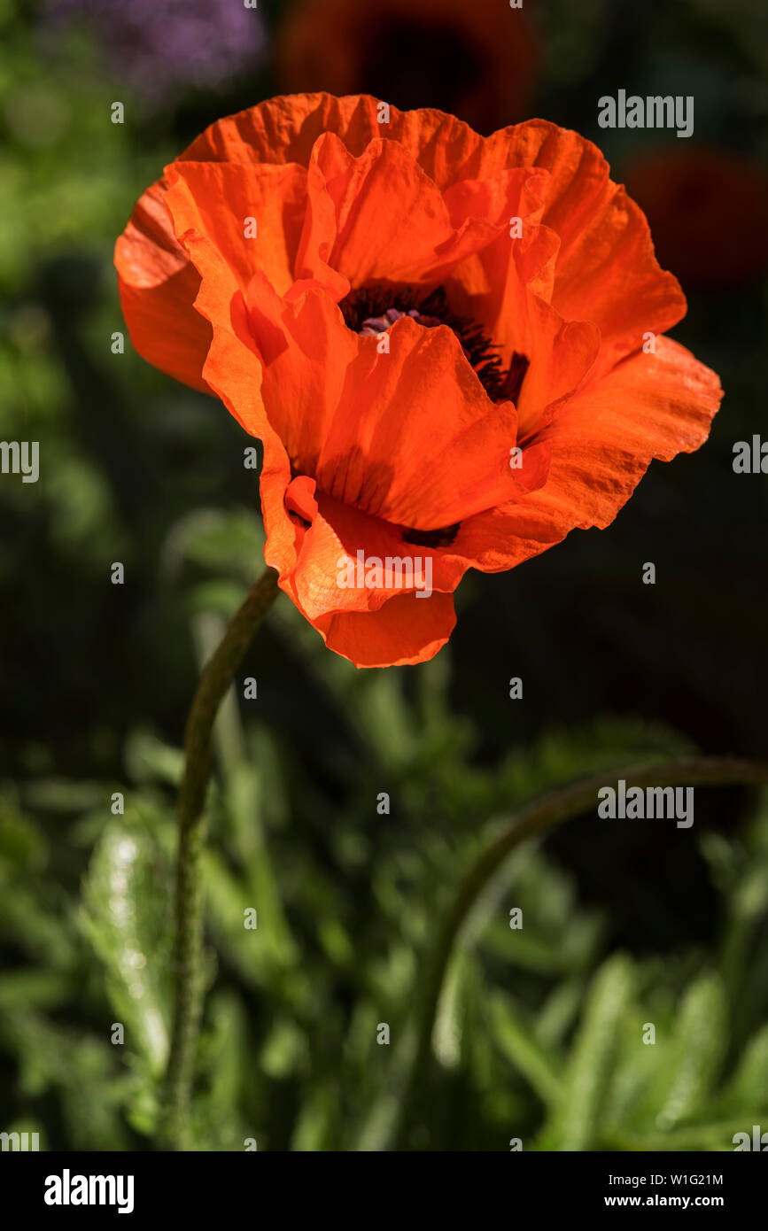 Nahaufnahme eines orangefarbenen Mohns in einem Wildgarten/Feld. Stockfoto