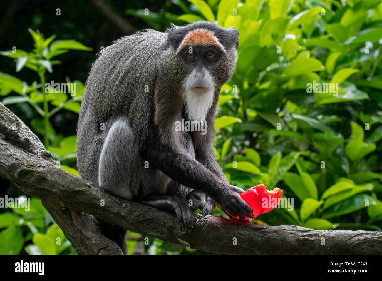 De Brazza Affen (Cercopithecus neglectus) heimisch in Zentralafrika, das Essen von Früchten im Baum Stockfoto