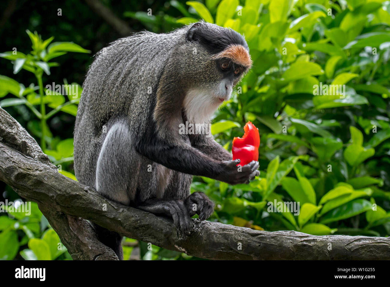 De Brazza Affen (Cercopithecus neglectus) heimisch in Zentralafrika, das Essen von Früchten im Baum Stockfoto