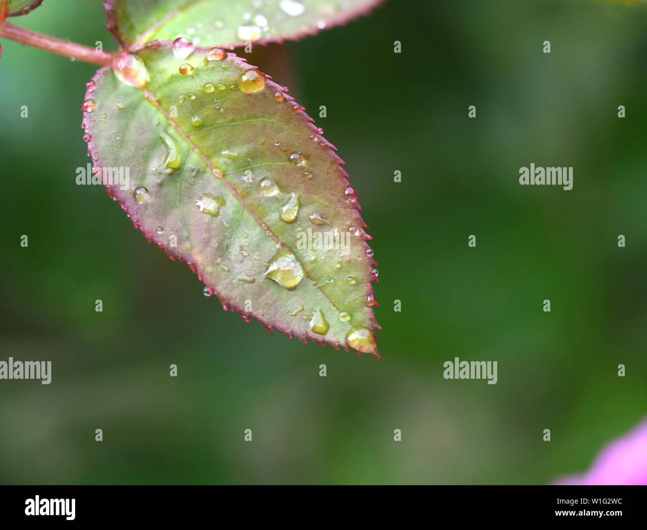 London, UK - Juni 2019 - Blatt einer Roter Duft 97® Rose Bush fallenden Regentropfen Stockfoto