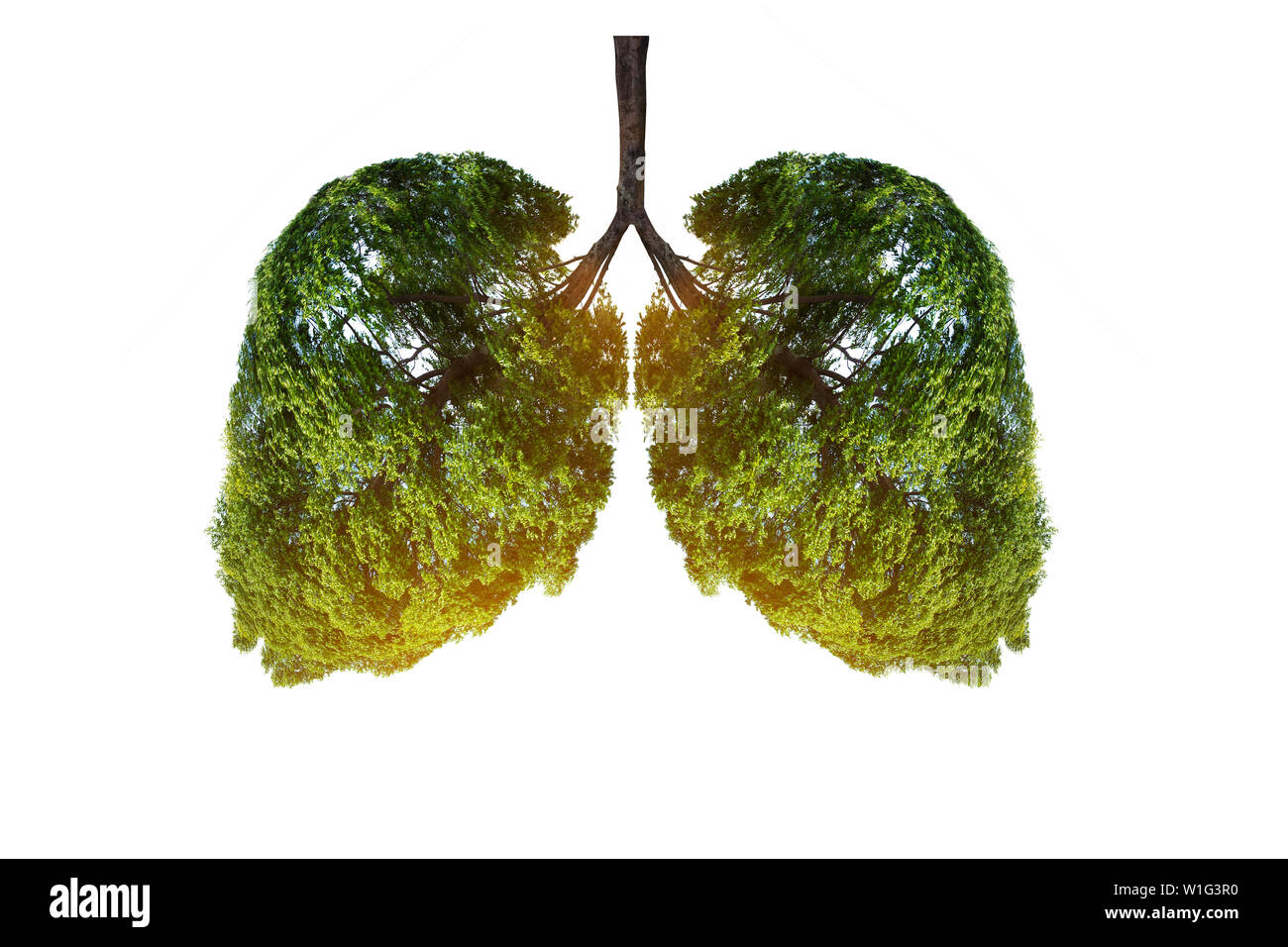 Lunge Green Tree-förmige Bilder, medizinische Konzepte, Autopsie, 3D-Darstellung und Tiere als Element Stockfoto