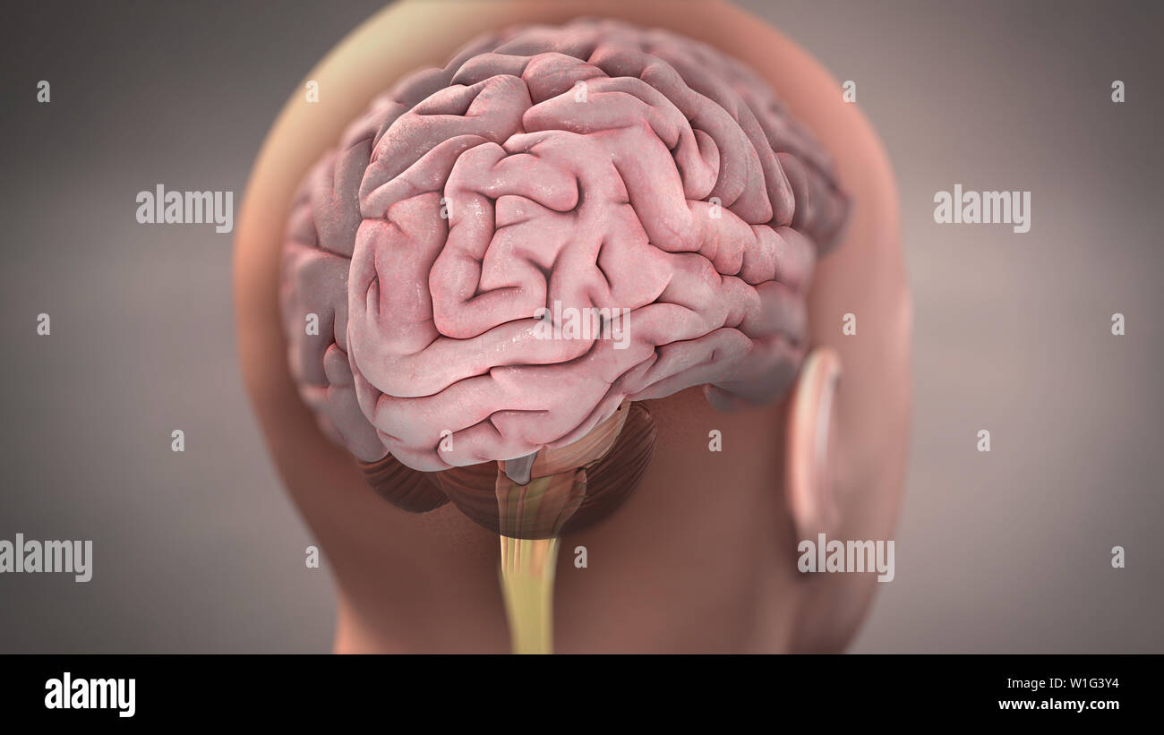 Gehirn 3D-Illustration Stockfoto