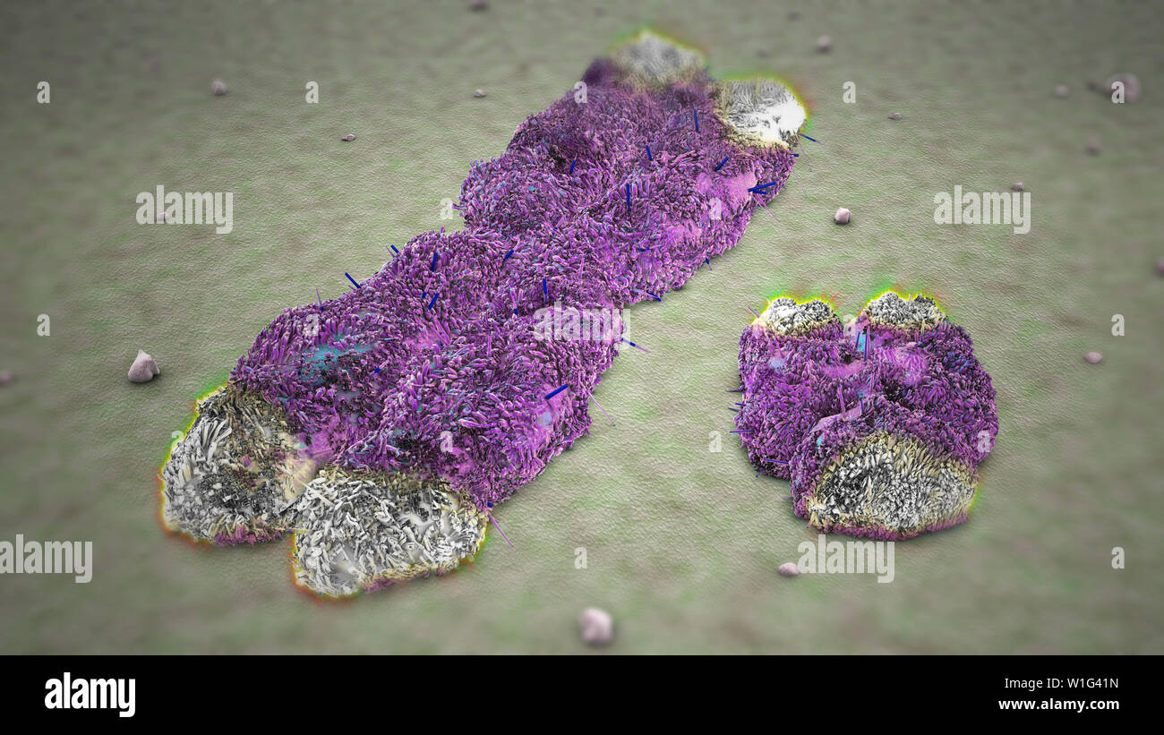 Chromosomen X Y mit Telomere Stockfoto