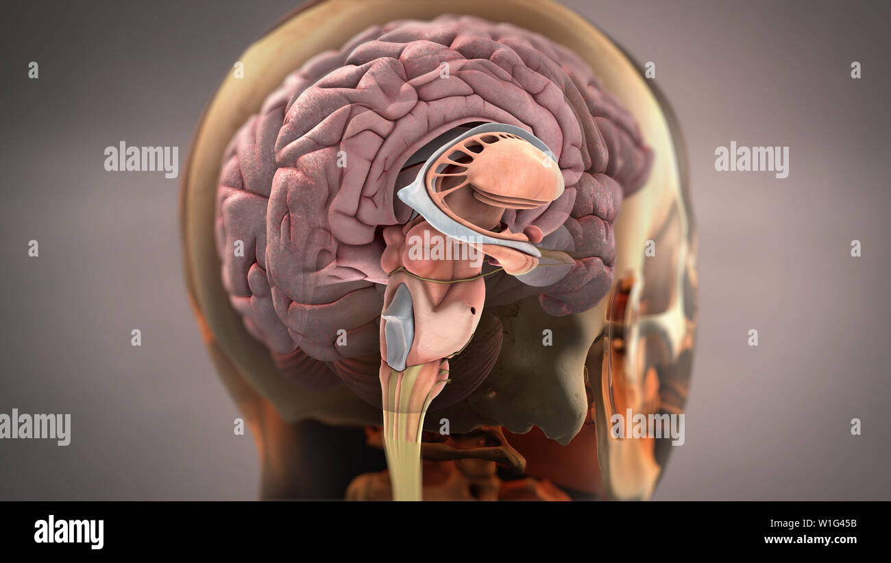 Gehirn Sagittal View Stockfoto