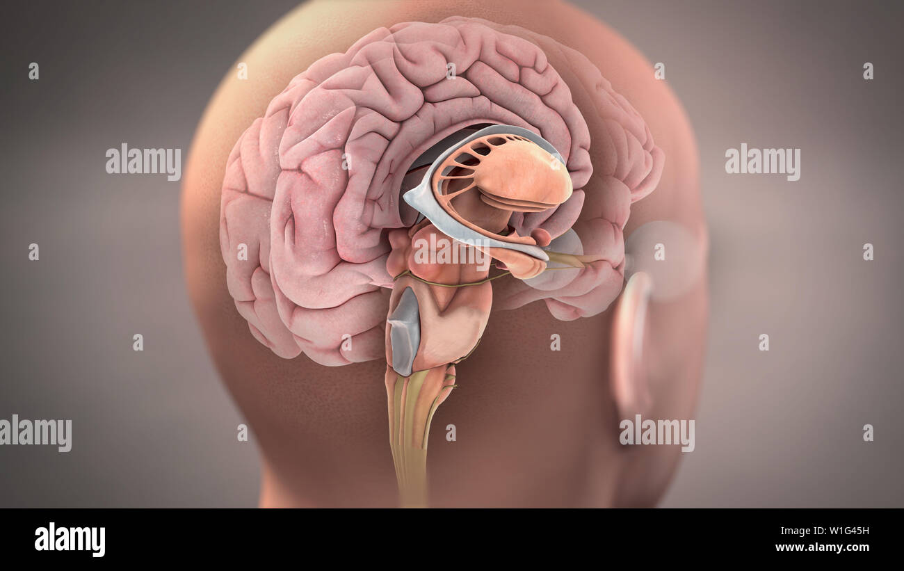 Anatomie der Sagittalschnitt des menschlichen Gehirns Stockfoto