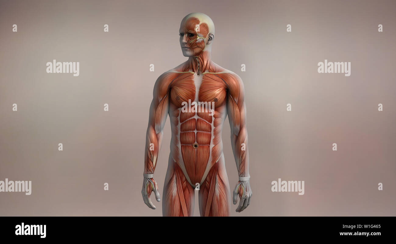 Muskel Anatomie Stockfoto