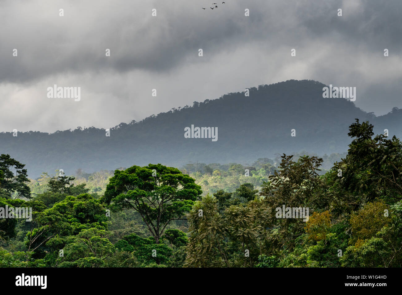 Kinder des Ewigen Regenwald in Costa Rica Stockfoto