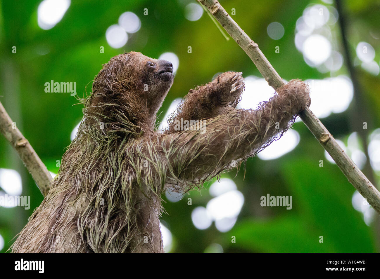 Baby 3-toed Sloth (Bradypus variegatus) auf einen Baum in der Kinder Regenwald in Costa Rica Stockfoto