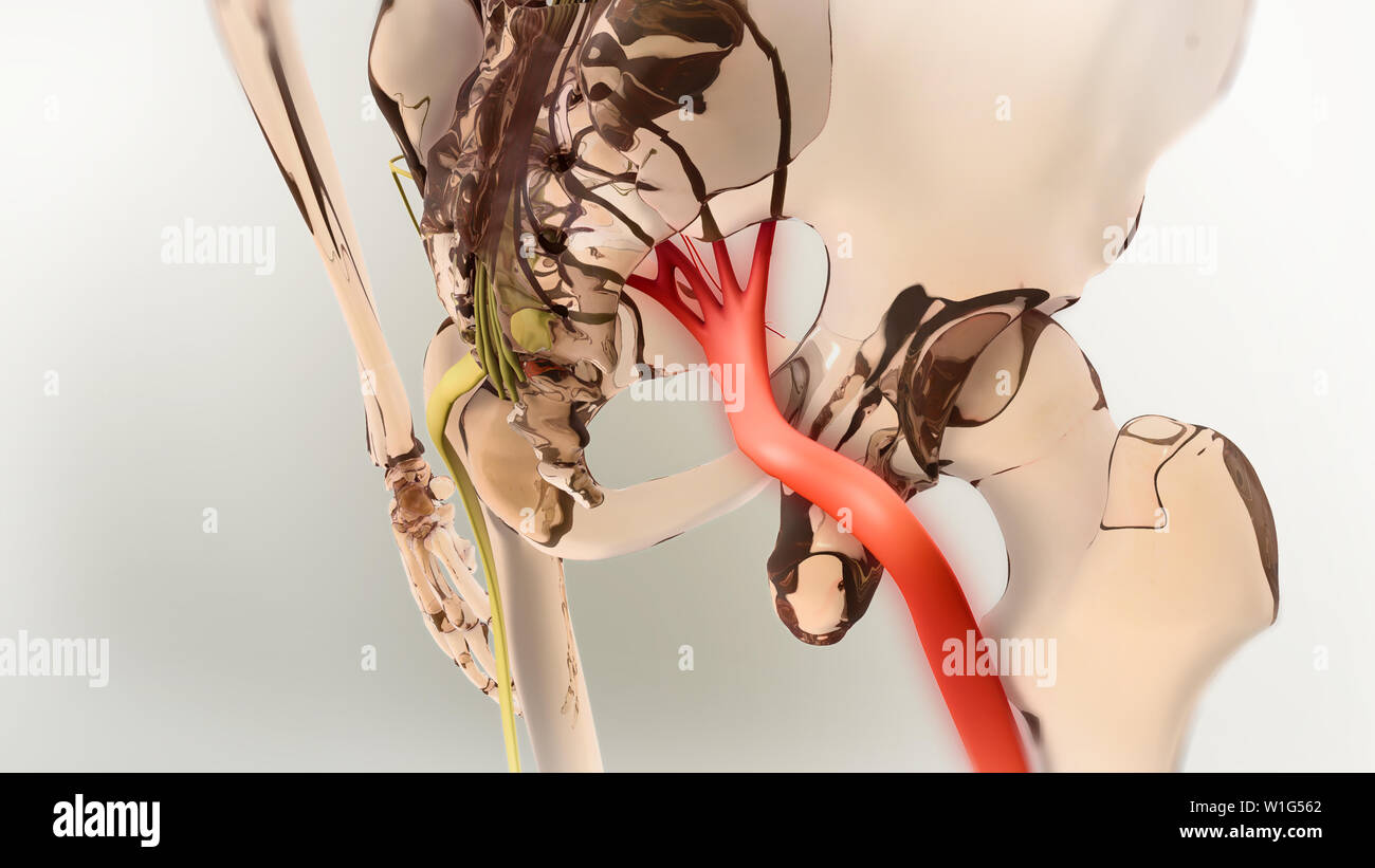 Ischiasnerv Schmerz 3D-Darstellung Stockfoto