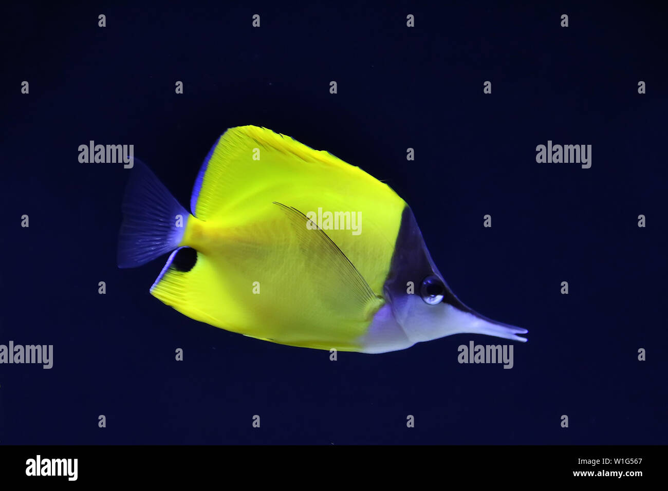 Nahaufnahme der schönen gelben longnose Falterfische (Forcipiger flavissimus). Stockfoto