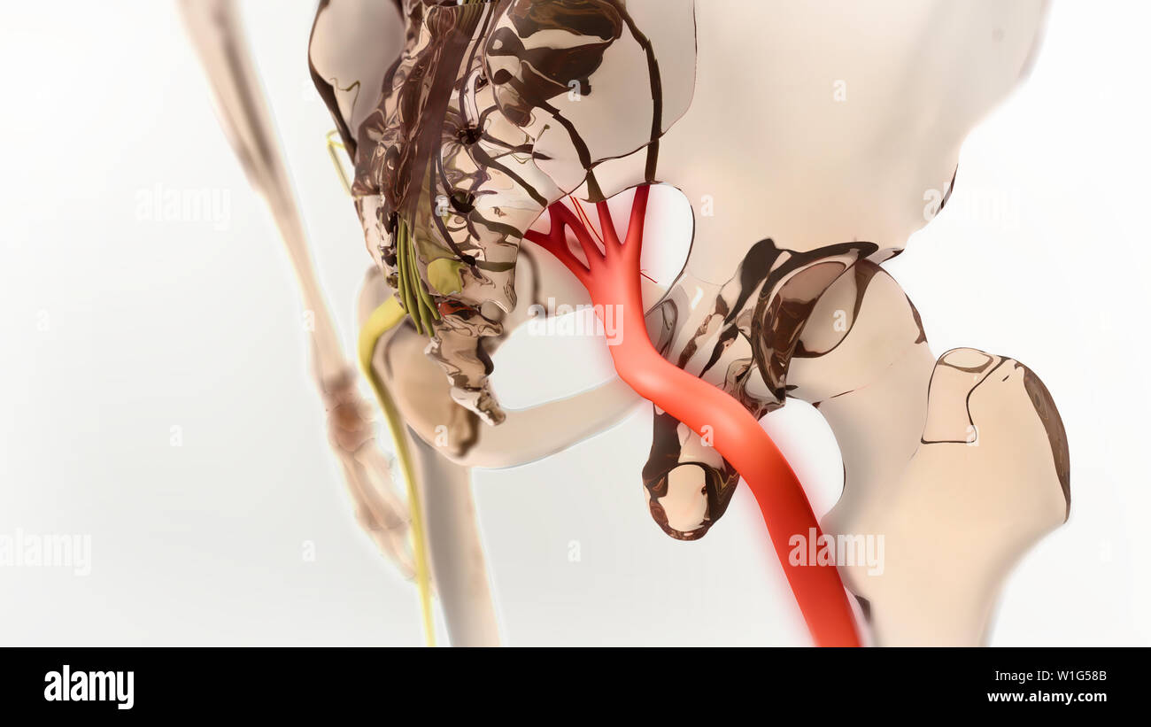 Ischiasnerv Schmerz 3D-Darstellung Stockfoto