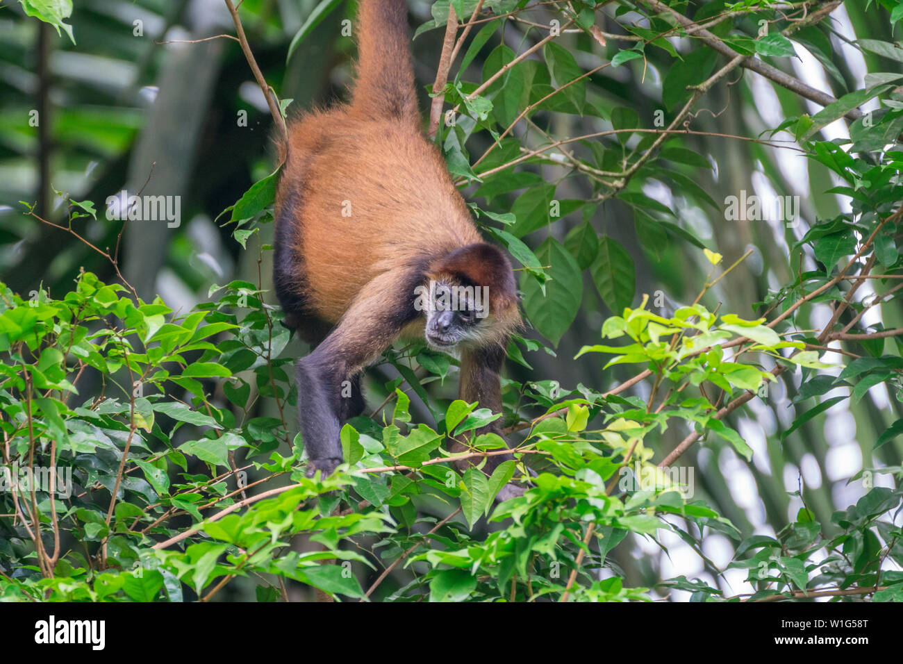 Geoffroy's Spider monkey (Ateles geoffroyi) Nahrungssuche in den Baumkronen in Maquenque, Costa Rica Stockfoto