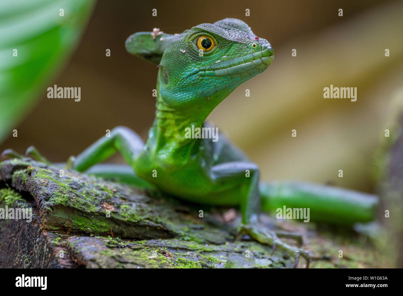 Auch ein Plumed Basilisk, als grüne Basilisk oder Jesus Lizard bekannt, beruht auf einer hölzernen in Maquenque, Costa Rica anmelden. Stockfoto