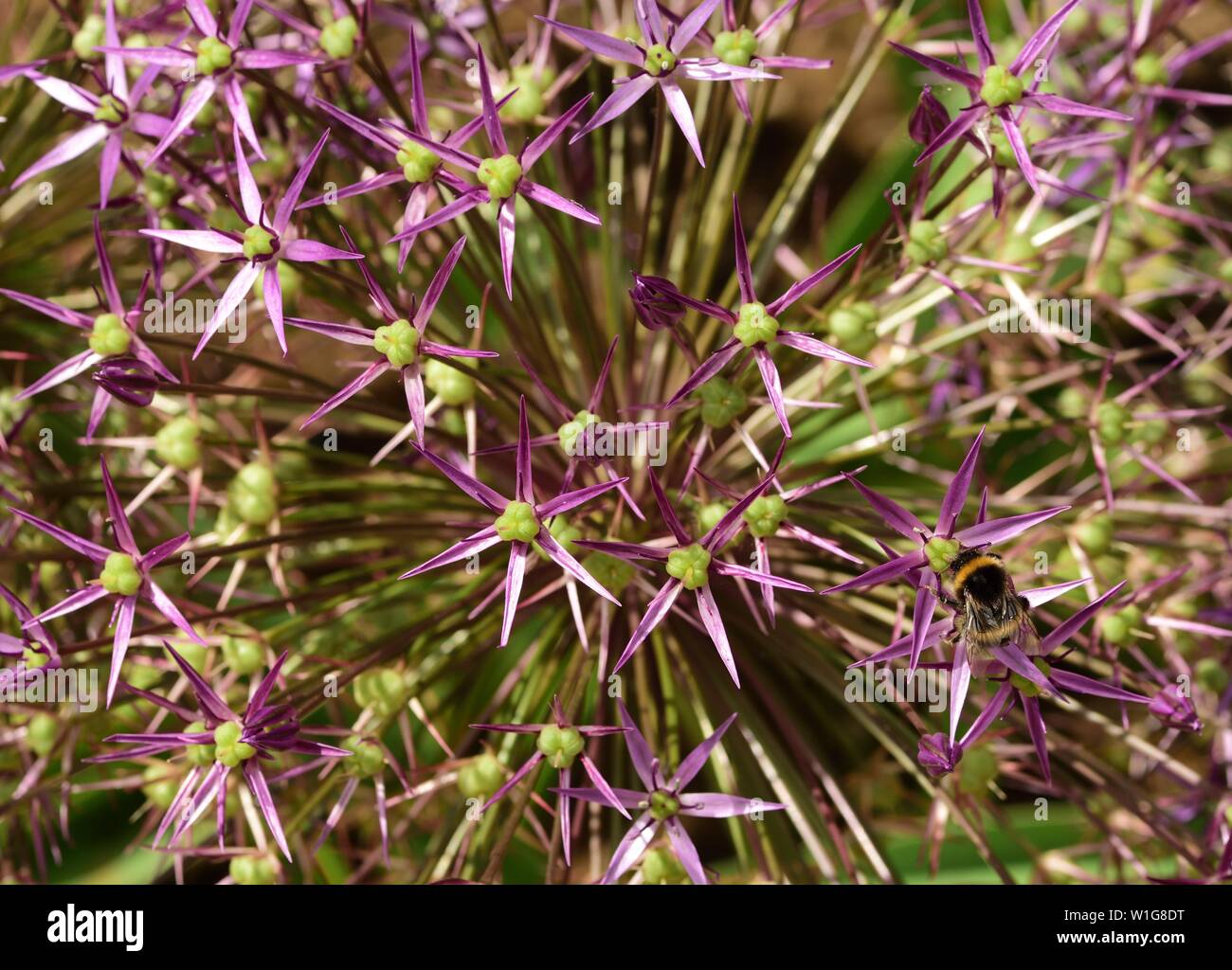 Garten Hummel auf Allium. Stockfoto